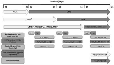 Shortening the adaptation of Nellore cattle to high-concentrate diets using only virginiamycin as sole feed additive negatively impacts ruminal fermentation and nutrient utilization